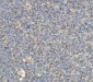 Anti-CCR2 Antibody Picoband™ (monoclonal, 8C4)